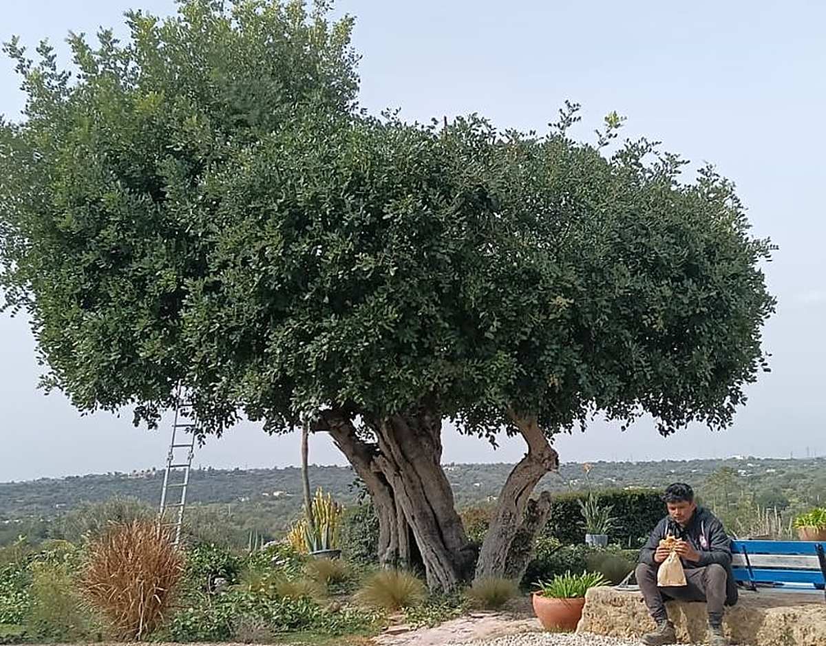A mature carob tree above a new gravel bed planted with ornamental grasses, in a garden near Tavira