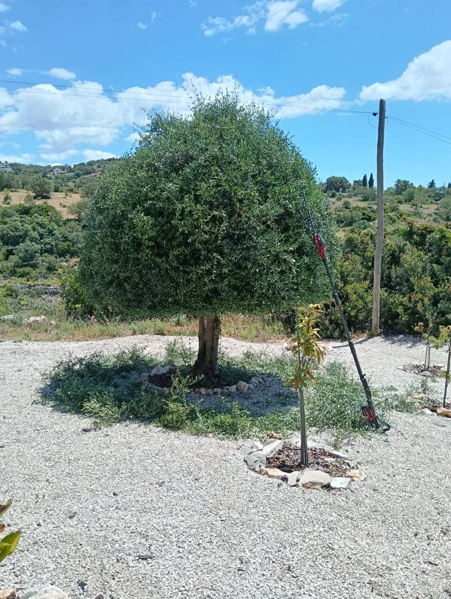 An olive tree pruned into a rounded shape, in a gravel garden with a young staked tree, near Tavira